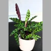 Rattlesnake Calathea Live Plant – 6 inch Grow Pot – Indoor Potted Houseplant - Image 1