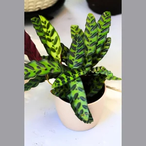 Rattlesnake Calathea Live Plant – 6 inch Grow Pot – Indoor Potted Houseplant - Image 3