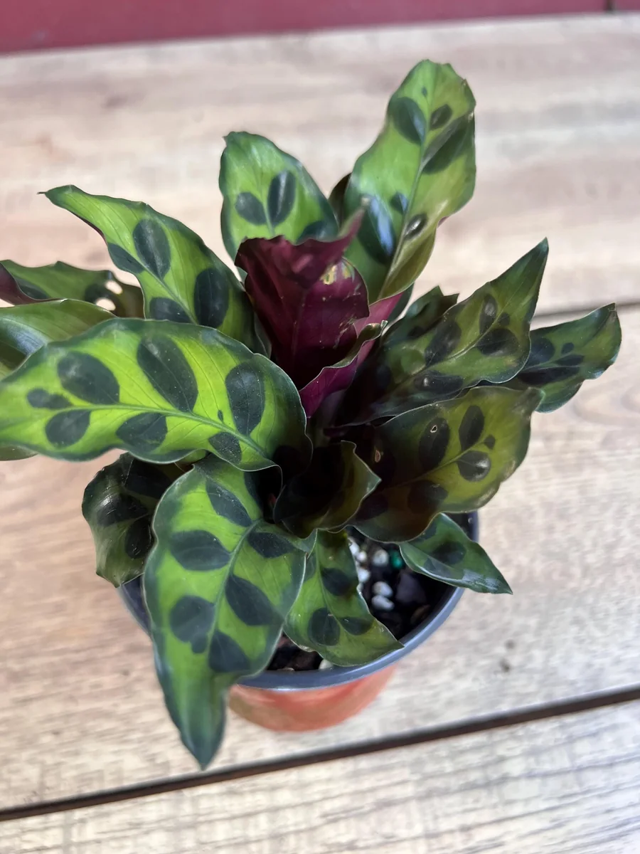 Rattlesnake Calathea Live Plant - Calathea lancifolia in 4" Pot - Indoor Houseplant - Image 2
