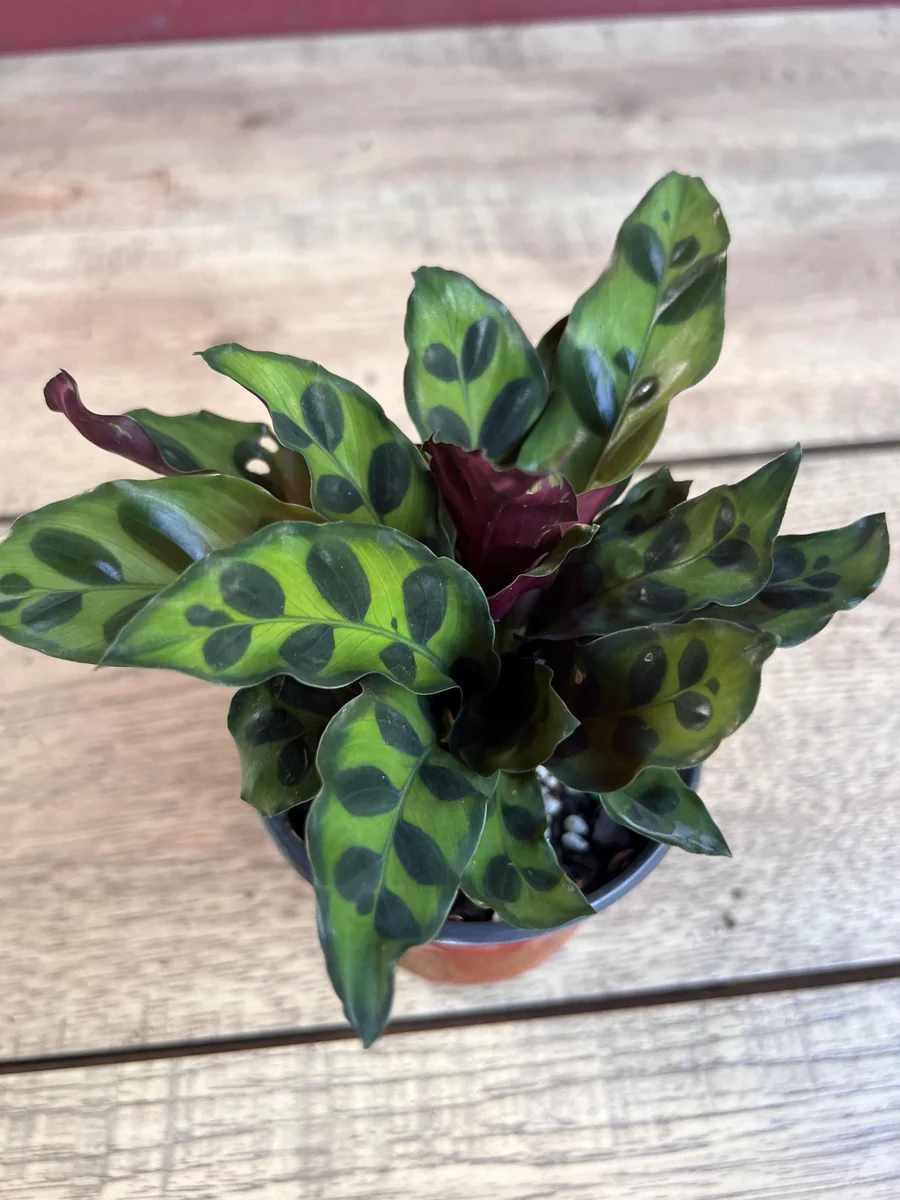 Rattlesnake Calathea Live Plant - Calathea lancifolia in 4" Pot - Indoor Houseplant - Image 3