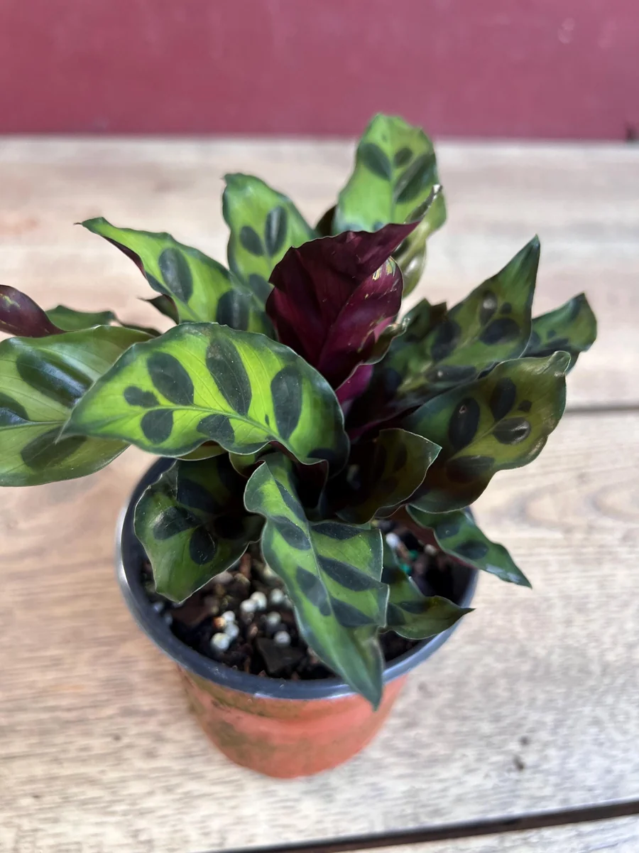 Rattlesnake Calathea Live Plant - Calathea lancifolia in 4" Pot - Indoor Houseplant - Image 4