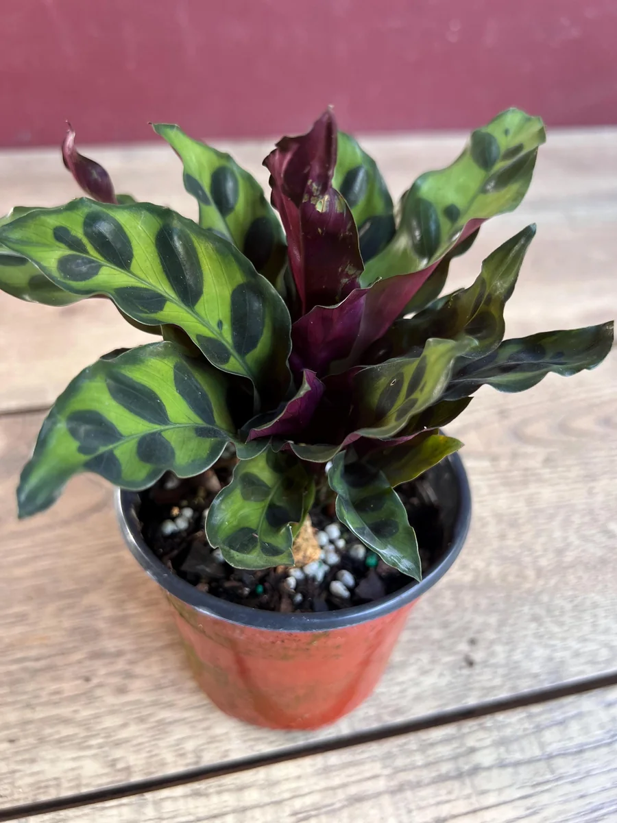 Rattlesnake Calathea Live Plant - Calathea lancifolia in 4" Pot - Indoor Houseplant - Image 5