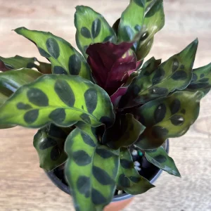 Rattlesnake Calathea Live Plant - Calathea lancifolia in 4