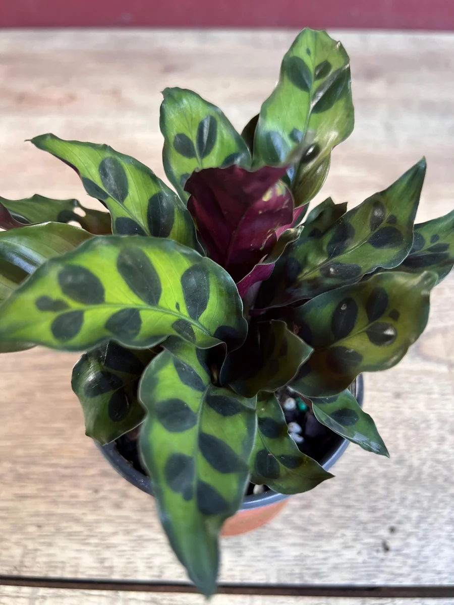 Rattlesnake Calathea Live Plant - Calathea lancifolia in 4" Pot - Indoor Houseplant - Image 6