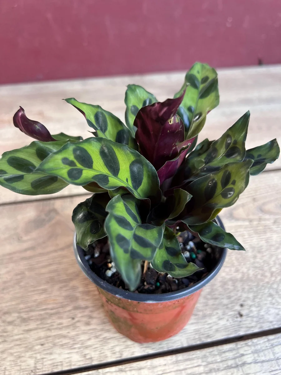 Rattlesnake Calathea Live Plant - Calathea lancifolia in 4" Pot - Indoor Houseplant - Image 7