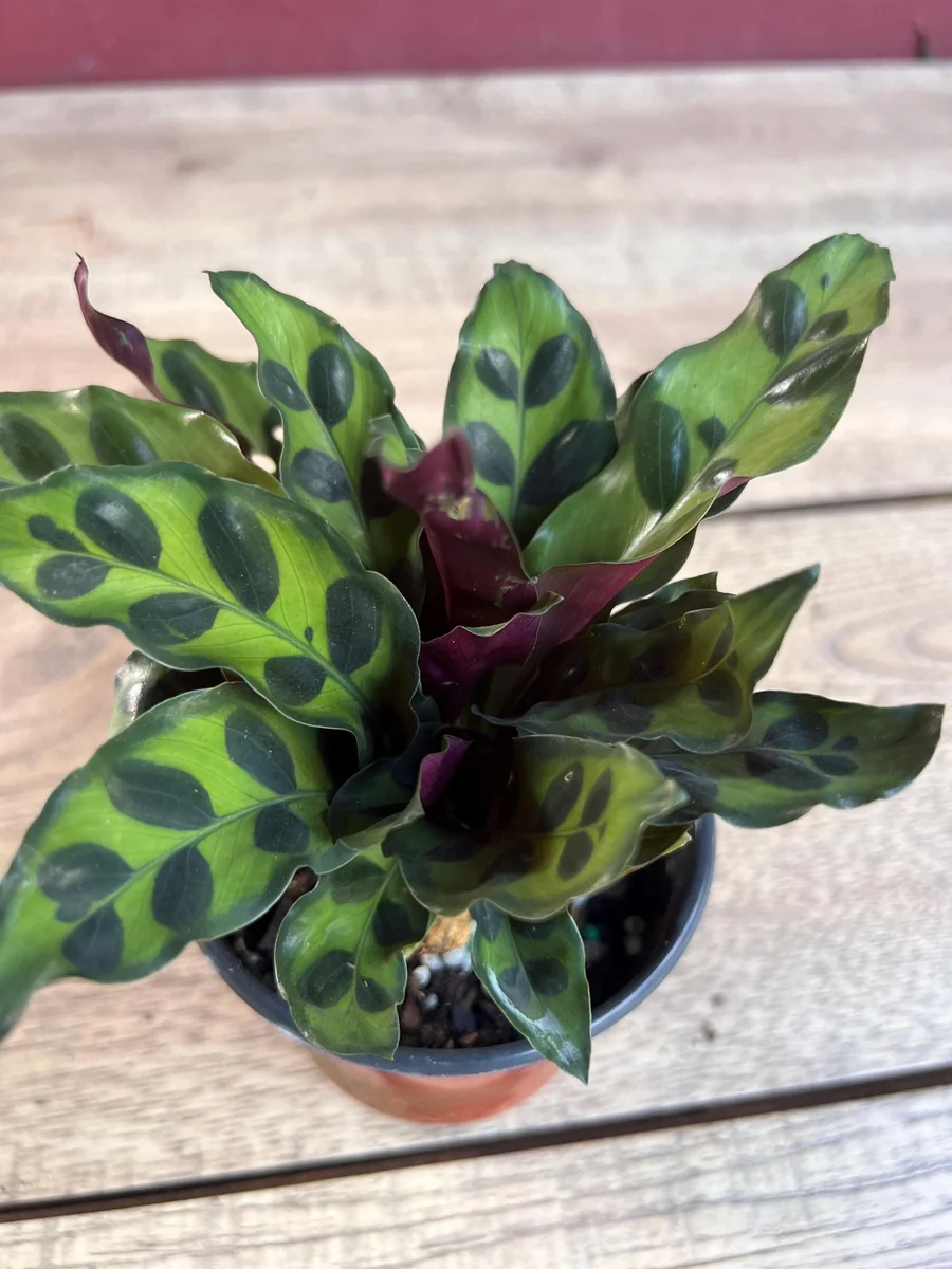 Rattlesnake Calathea Live Plant - Calathea lancifolia in 4" Pot - Indoor Houseplant - Image 8