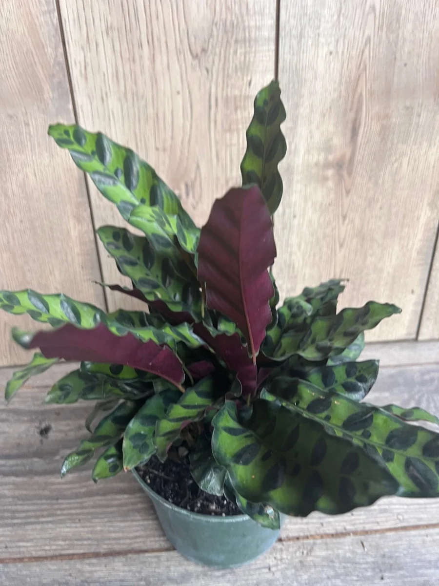 Rattlesnake Calathea Live Plant - Calathea lancifolia in 4" Pot - Indoor Houseplant - Image 1