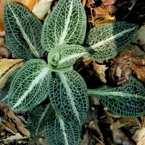 Rattlesnake Orchid Bare-root Plant - Goodyera oblongifolia - Image 1