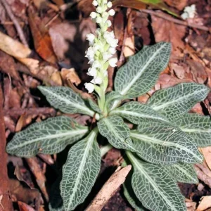 Rattlesnake Orchid Bare-root Plant - Goodyera oblongifolia - Image 4