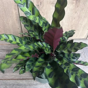 Rattlesnake Plant Calathea lancifolia Live Houseplant – 6