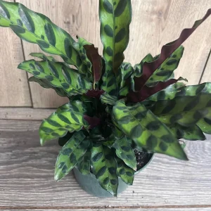 Rattlesnake Plant Calathea lancifolia Live Houseplant – 6