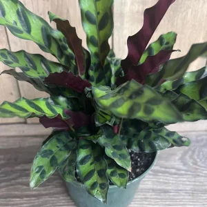 Rattlesnake Plant Calathea lancifolia Live Houseplant – 6