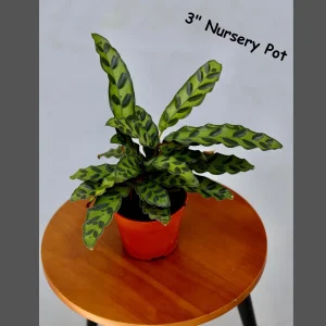 Rattlesnake Plant Live Calathea Lancifolia - Potted Houseplant, Air Purifier, Low Light - Image 3
