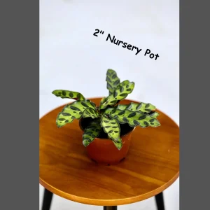 Rattlesnake Plant Live Calathea Lancifolia - Potted Houseplant, Air Purifier, Low Light - Image 4