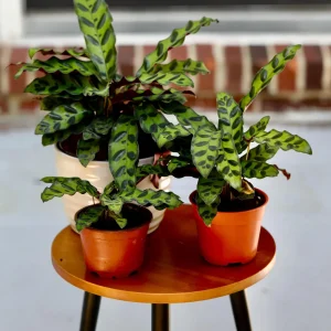Rattlesnake Plant Live Calathea Lancifolia - Potted Houseplant, Air Purifier, Low Light - Image 5