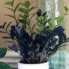Raven ZZ Plant – Live Indoor Houseplant – Zamioculcas Zamiifolia – Rare Black Foliage - Image 1