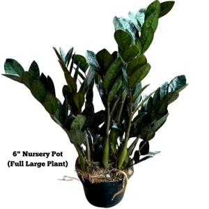 Raven ZZ Plant – Live Indoor Houseplant – Zamioculcas Zamiifolia – Rare Black Foliage - Image 3