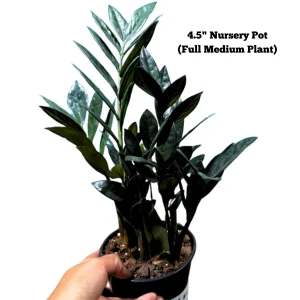 Raven ZZ Plant – Live Indoor Houseplant – Zamioculcas Zamiifolia – Rare Black Foliage - Image 5