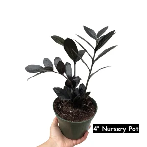 Raven ZZ Plant – Live Indoor Houseplant – Zamioculcas Zamiifolia – Rare Black Foliage - Image 6