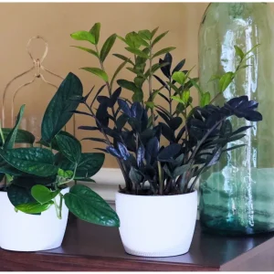 Raven ZZ Plant – Live Indoor Houseplant – Zamioculcas Zamiifolia – Rare Black Foliage - Image 8