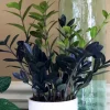 Raven ZZ Plant – Live Plant – 6 inch Pot – Black Zamioculcas Zamiifolia – Indoor - Image 1