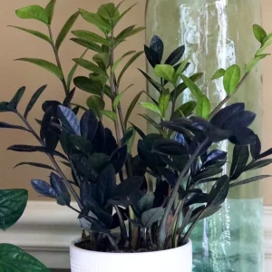 Raven ZZ Plant – Live Plant – 6 inch Pot – Black Zamioculcas Zamiifolia – Indoor - Image 1
