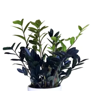Raven ZZ Plant – Zamioculcas Zamiifolia – Rare Indoor Live Houseplant - Image 8