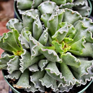 Ravioli Plant (Adromischus cristatus) Live Succulent - 2 Pack 2