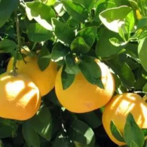 Ray Ruby Grapefruit Tree Live Plant – Grafted, 1/2 Gallon Pot, Outdoor Fruit Tree - Image 1