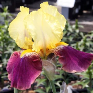 Reblooming Bearded Iris Bare Root – Yellow & Purple Flowers – Fragrant – 26-42 inches - Image 2