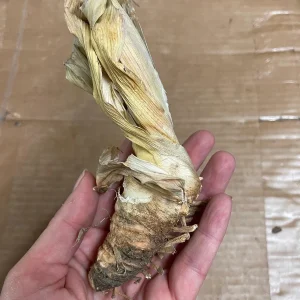 Reblooming Bearded Iris Bare Root – Yellow & Purple Flowers – Fragrant – 26-42 inches - Image 6