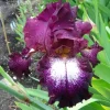 Reblooming Iris Bareroot - Tennison Ridge Iris Plant, Plum & Purple - Image 1