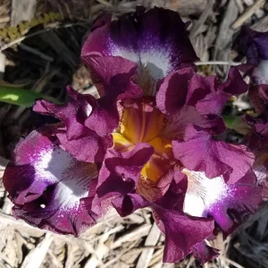 Reblooming Iris Bareroot - Tennison Ridge Iris Plant, Plum & Purple - Image 2