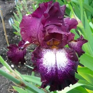 Reblooming Iris Bareroot - Tennison Ridge Iris Plant, Plum & Purple - Image 1