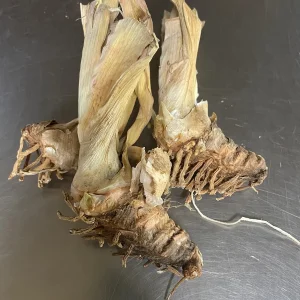 Reblooming Iris Bareroot - Tennison Ridge Iris Plant, Plum & Purple - Image 4