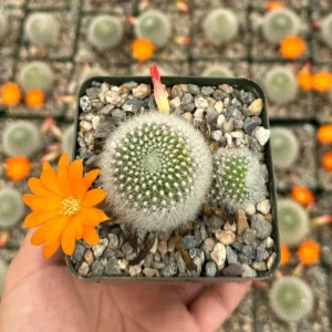 Rebutia Fiebrigii Live Plant – Blooming Cactus – Ornamental Plant – 3