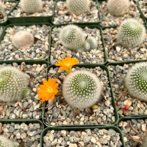 Rebutia Fiebrigii Live Plant – Blooming Cactus – Ornamental Plant – 3