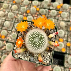 Rebutia Fiebrigii Live Plant – Blooming Cactus – Ornamental Plant – 3