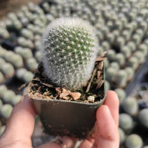 Rebutia muscula 'Orange Snowball' Cactus Live Plant - Succulent - Image 3