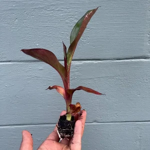 Red Abyssinian Banana Live Plant (Ensete maurelii) 6-9 in Tall Tropical Foliage - Image 6