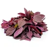 Red Amaranth Seeds Heirloom Non-GMO Annual Edible Leaf Vegetable Seeds - Image 1