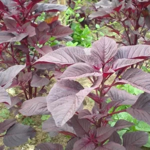 Red Amaranth Seeds Heirloom Non-GMO Annual Edible Leaf Vegetable Seeds - Image 2