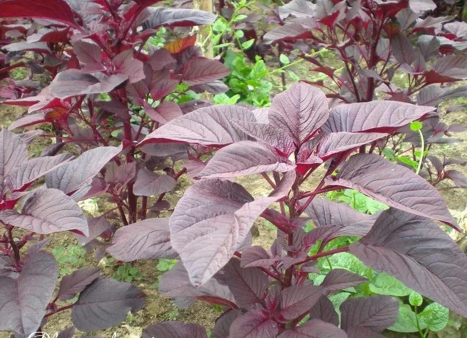 Red Amaranth Seeds Heirloom Non-GMO Annual Edible Leaf Vegetable Seeds - Image 2