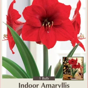 Red Amaryllis Bulb - Giant Scarlet Blooms, 30/32cm Bulb - Image 1