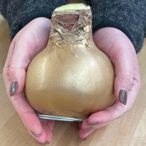 Red Amaryllis Bulb – Waxed No-Water Jumbo Easy Grow – Holiday Blooms - Image 3