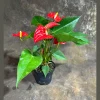 Red Anthurium Live Plant - 4 inch Pot - Easy Care Flowering Houseplant - Image 1