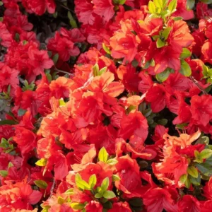 Red Azalea Rhododendron Live Plant – 4 Inch Pot – Outdoor Shrub - Image 4