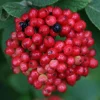 Red Balloon Viburnum Shrub Live Plant – 4 inch Pot – Outdoor Bush - Image 1