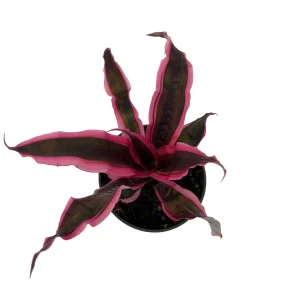 Red Baron Earth Star Plant - Cryptanthus Bromeliad Live Plant, 5 inch Pot, Indoor - Image 3