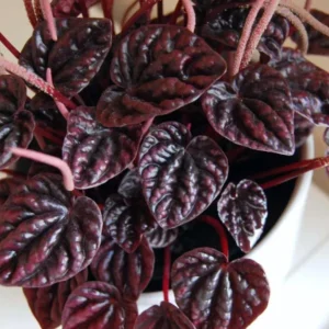 Red Beauty Peperomia Live Plant - Peperomia caperata 'Red Beauty' - 3-5